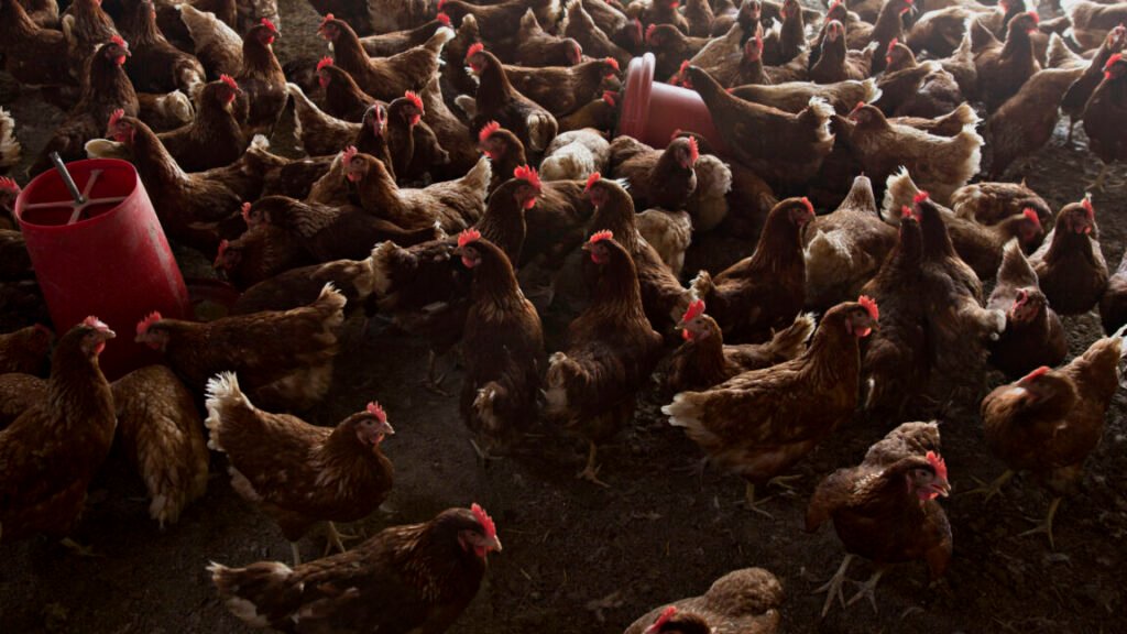 Bird flu continues spread as Trump’s pandemic experts are MIA