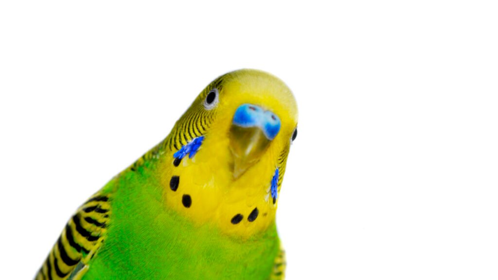 Brains of parrots, unlike songbirds, use human-like vocal control