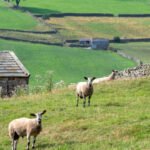 UK on alert after H5N1 bird flu spills over to sheep in world-first