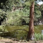 An ancient battle has driven a wetland species almost to extinction