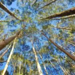 Apple’s eucalyptus farms won’t stop climate change