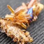 Bone collector caterpillar adorns itself in insect body parts
