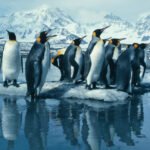 Critics suspect Trump’s weird tariff math came from chatbots