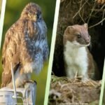 Earth Day with Reolink: Protecting nature, one camera at a time