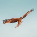 Open-source adoption by enterprises soars despite challenges