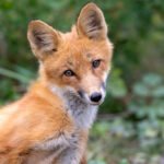 Tapeworm in fox poop that will slowly destroy your organs is on the rise