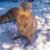 Ubuntu Linux 25.10 will be called Quizzical Quokka and yes that is really the name