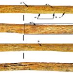 Neanderthals invented their own bone weapon technology by 80,000 years ago