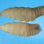 Screwworms are coming—and they’re just as horrifying as they sound