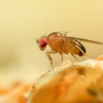 Some flies go insomniac to ward off parasites